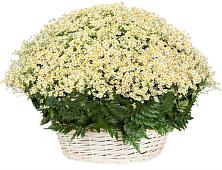 Цветочная композиция из Ромашки в корзине #REPLACE_PRED# Искре
